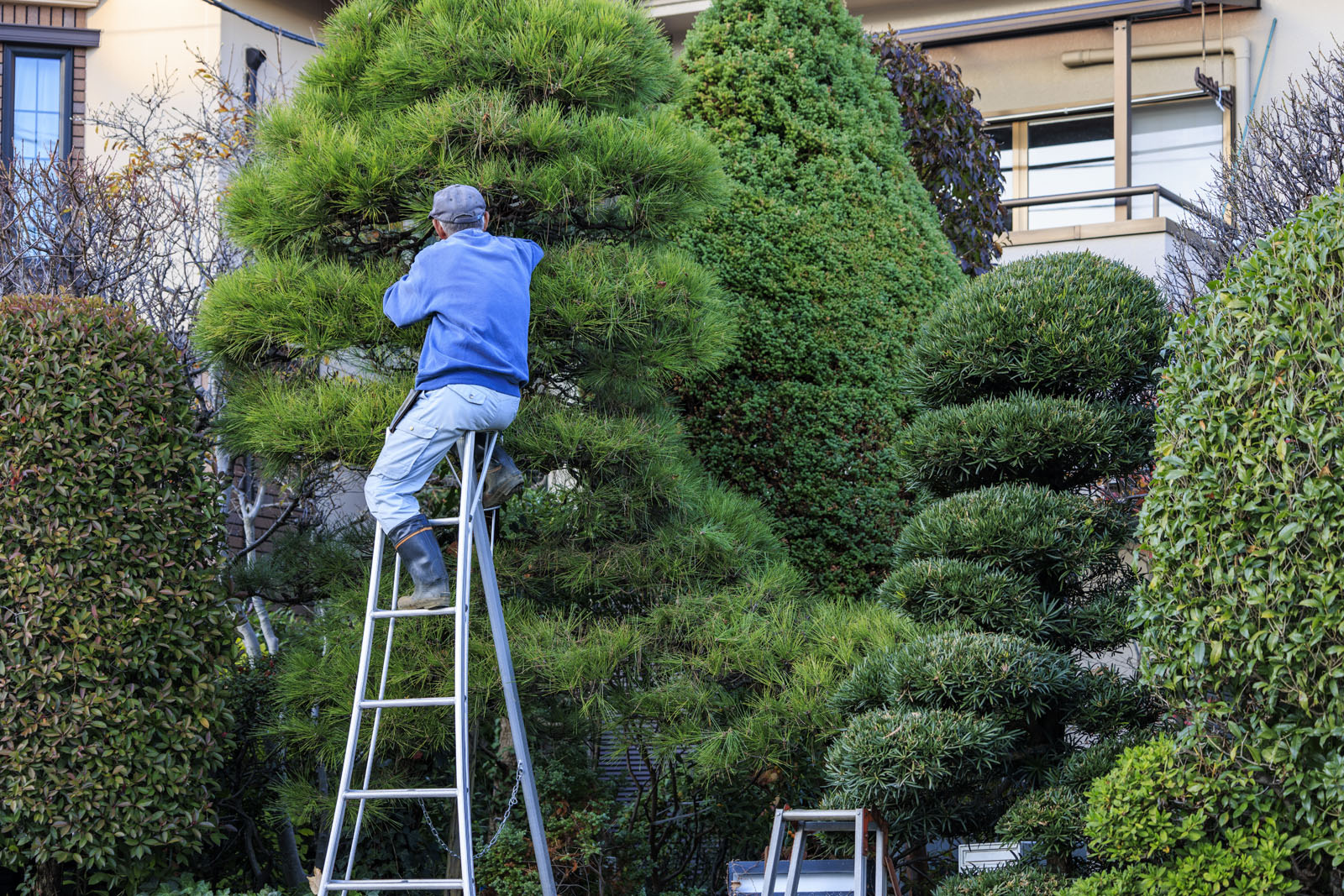 Man cutting trees