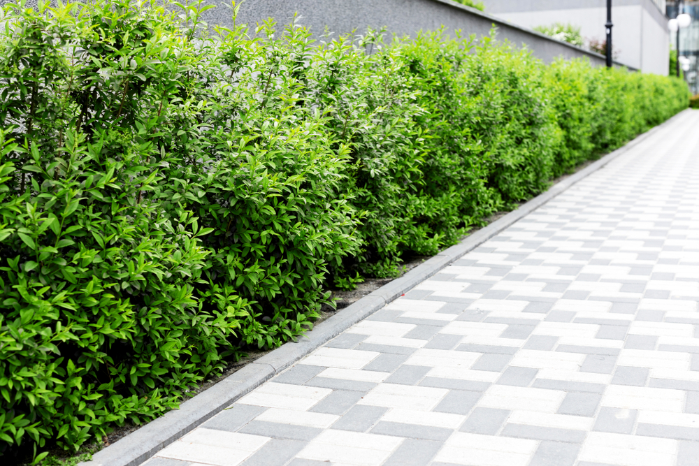 Pavement Shrubs