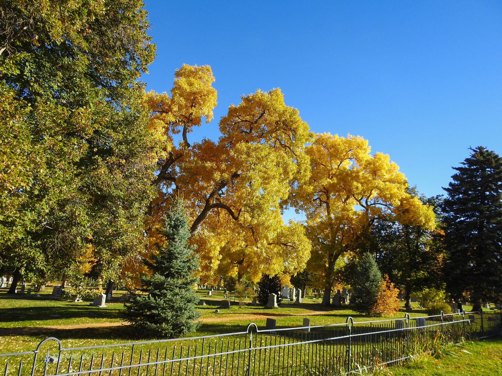 New Leaf Services Funeral Home Tree Care