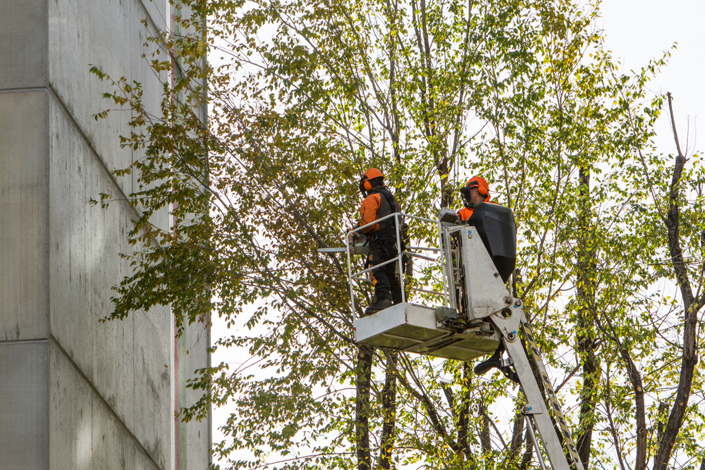 New Leaf Services Retail Shop Tree Care Landscaping