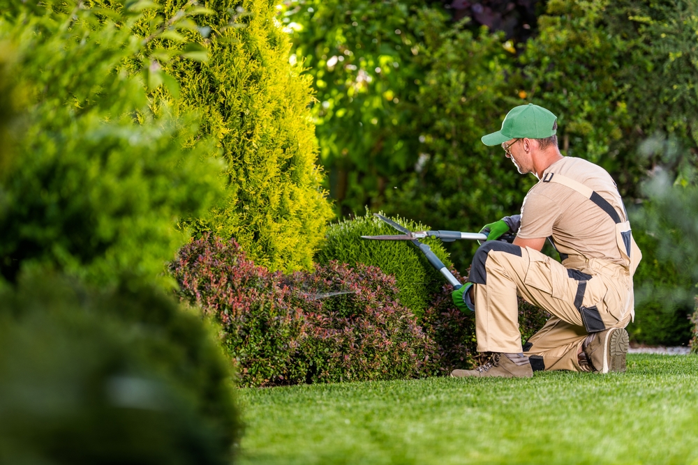 Landscape maintenance, trimming bushes
