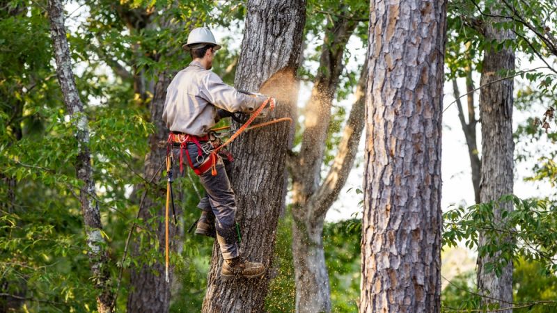New Leaf Services Multifamily Tree Care Landscaping
