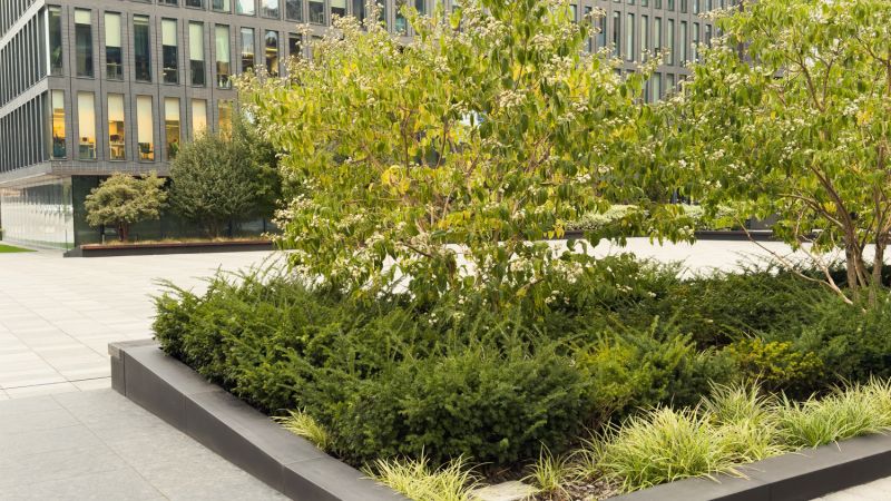 New Leaf Services Bank Tree Care